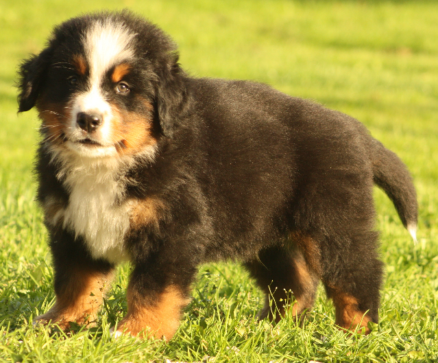 Gallery for s2-litter-bernese