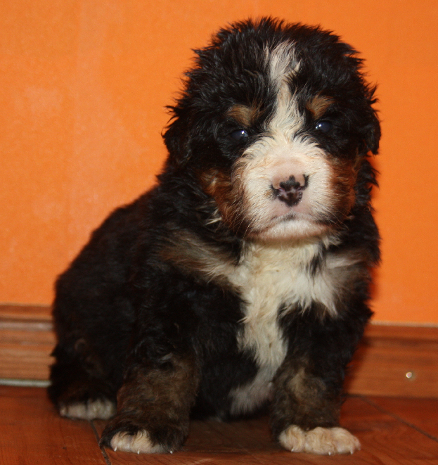 Gallery for l2-litter-bernese