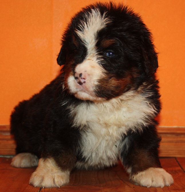 Gallery for l2-litter-bernese