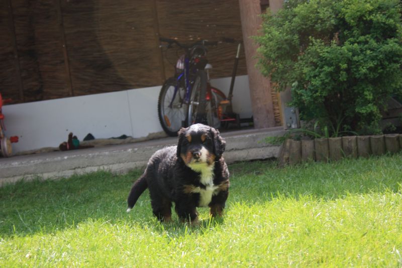 Gallery for r-litter-bernese