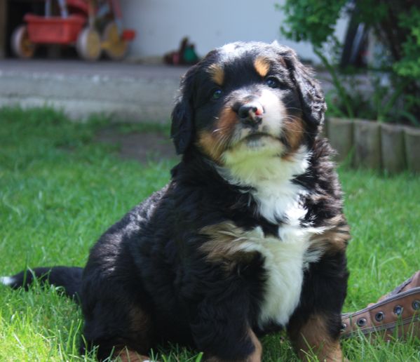 Gallery for r-litter-bernese