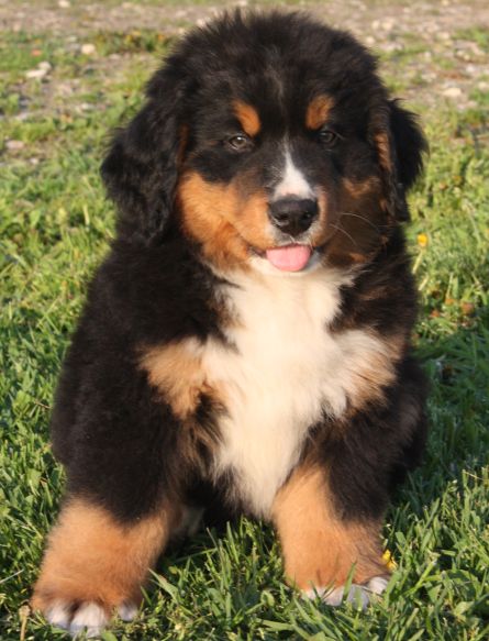 Gallery for n-litter-bernese
