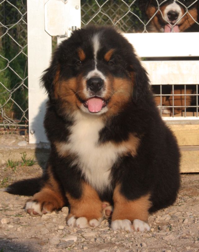 Gallery for n-litter-bernese
