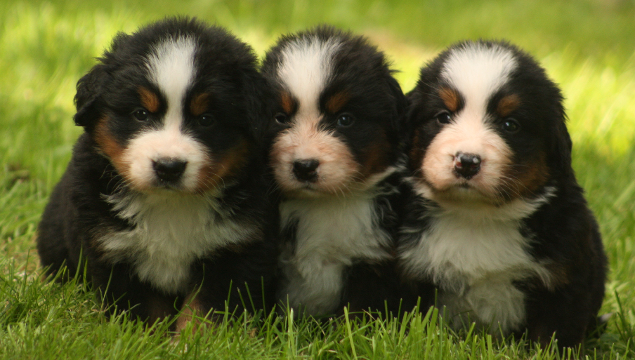 Gallery for s2-litter-bernese