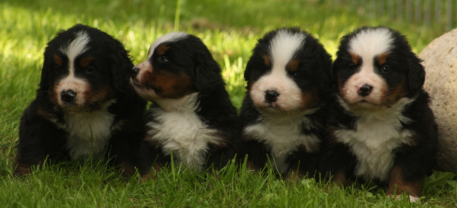 Gallery for s2-litter-bernese