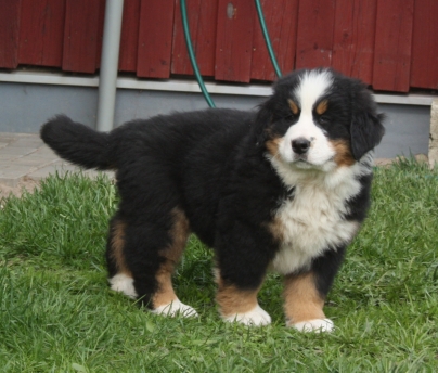 Gallery for v-litter-bernese