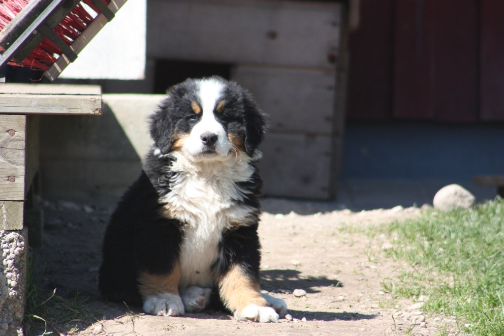 Gallery for v-litter-bernese