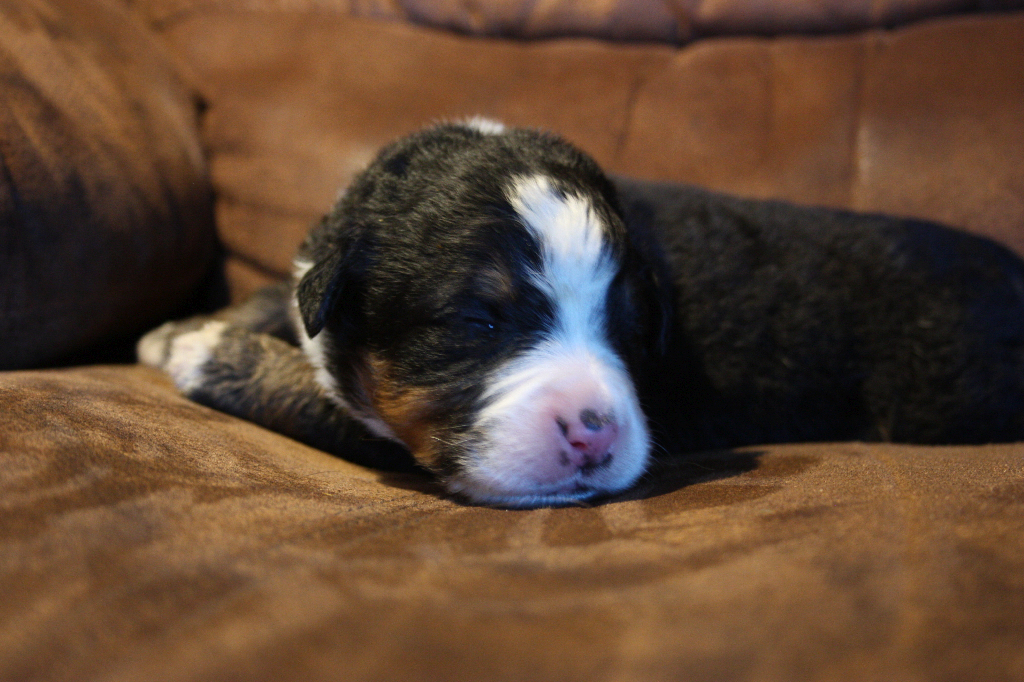 Gallery for g2-litter-bernese