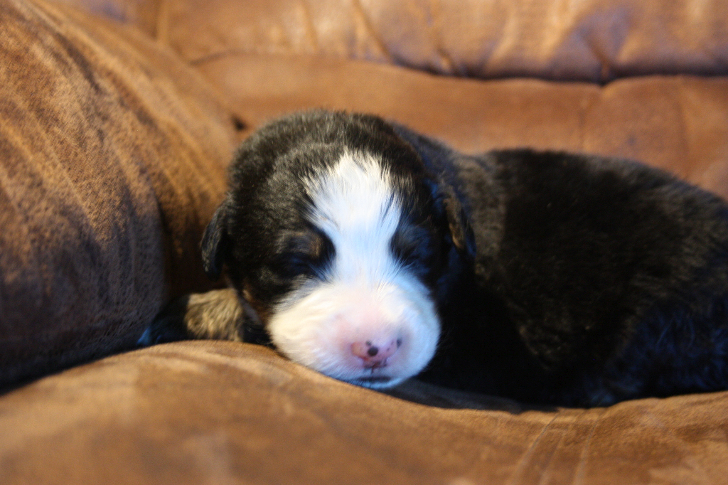 Gallery for g2-litter-bernese