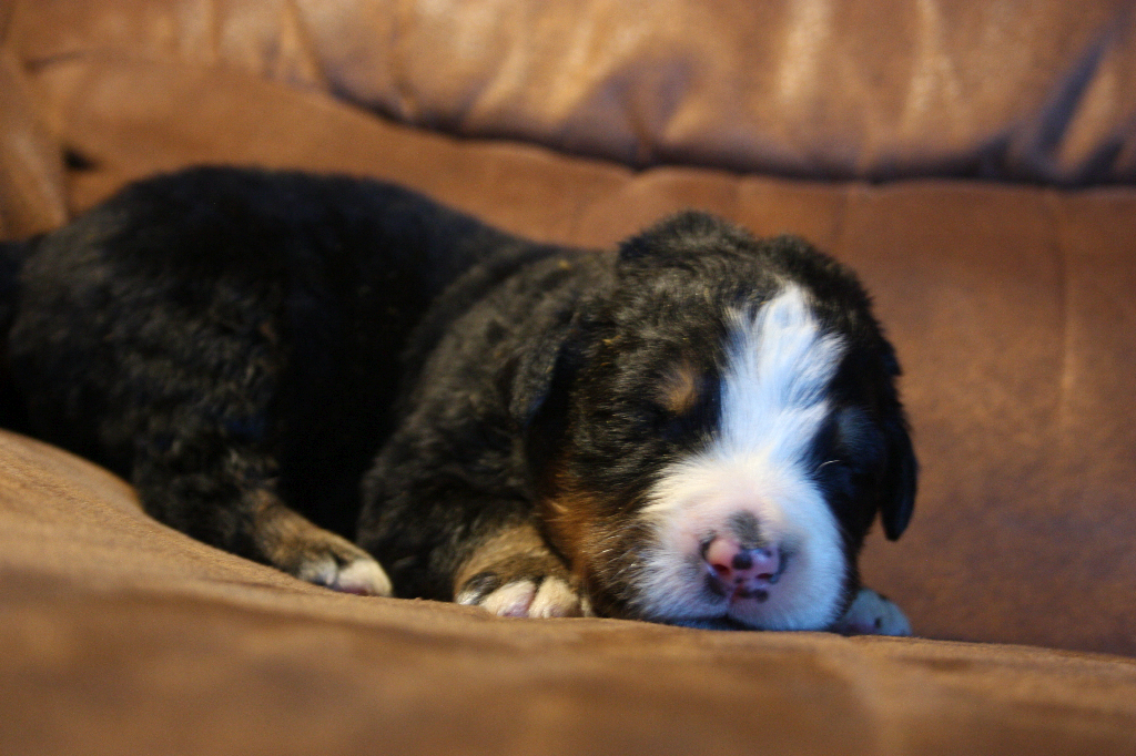 Gallery for g2-litter-bernese
