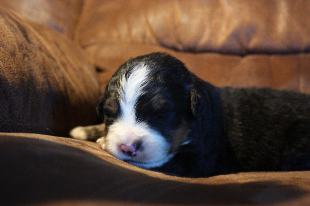Gallery for g2-litter-bernese