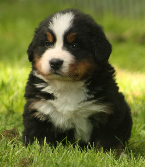 Gallery for s2-litter-bernese