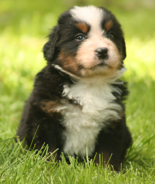 Gallery for s2-litter-bernese