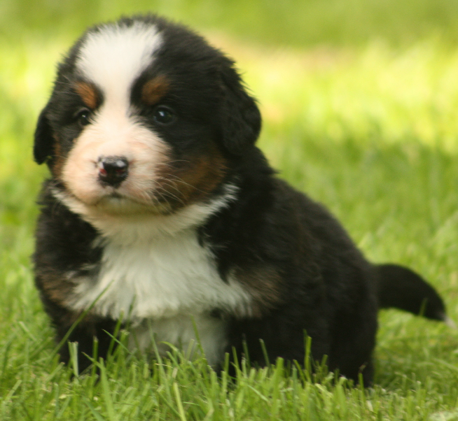 Gallery for s2-litter-bernese