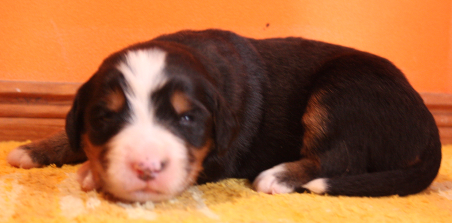 Gallery for p2-litter-bernese