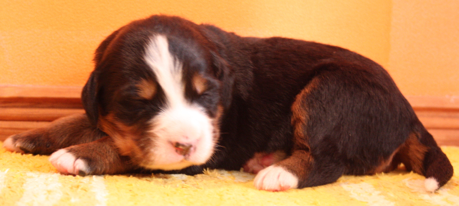 Gallery for p2-litter-bernese
