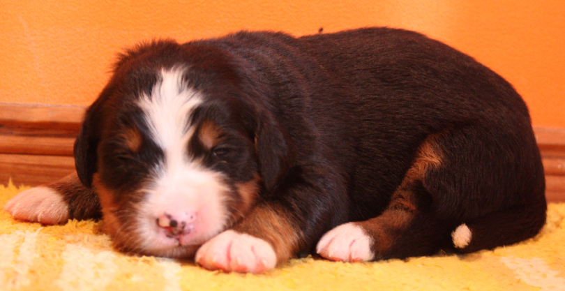 Gallery for p2-litter-bernese