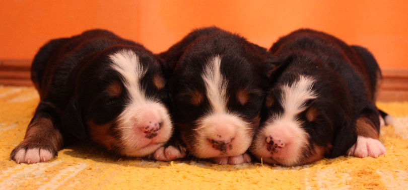 Gallery for p2-litter-bernese