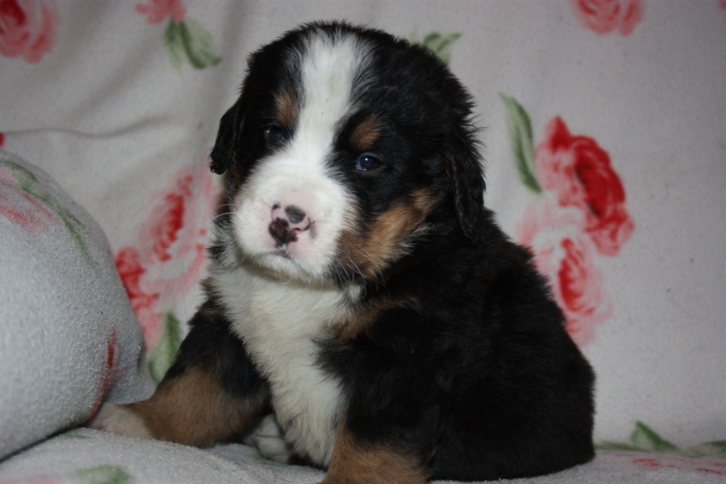 Gallery for v-litter-bernese