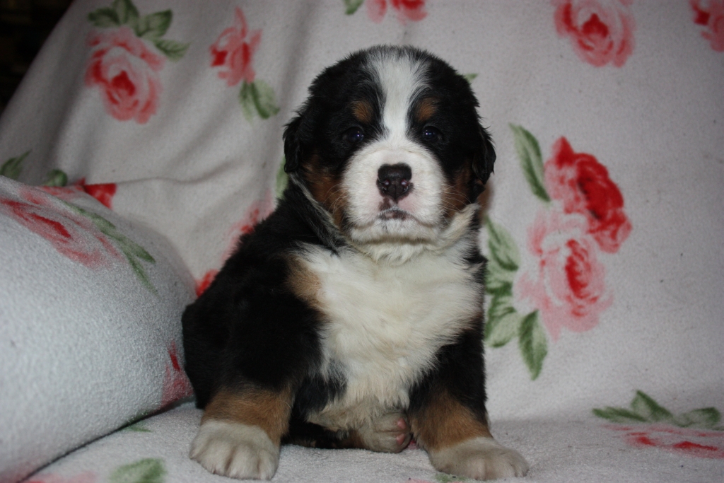 Gallery for v-litter-bernese