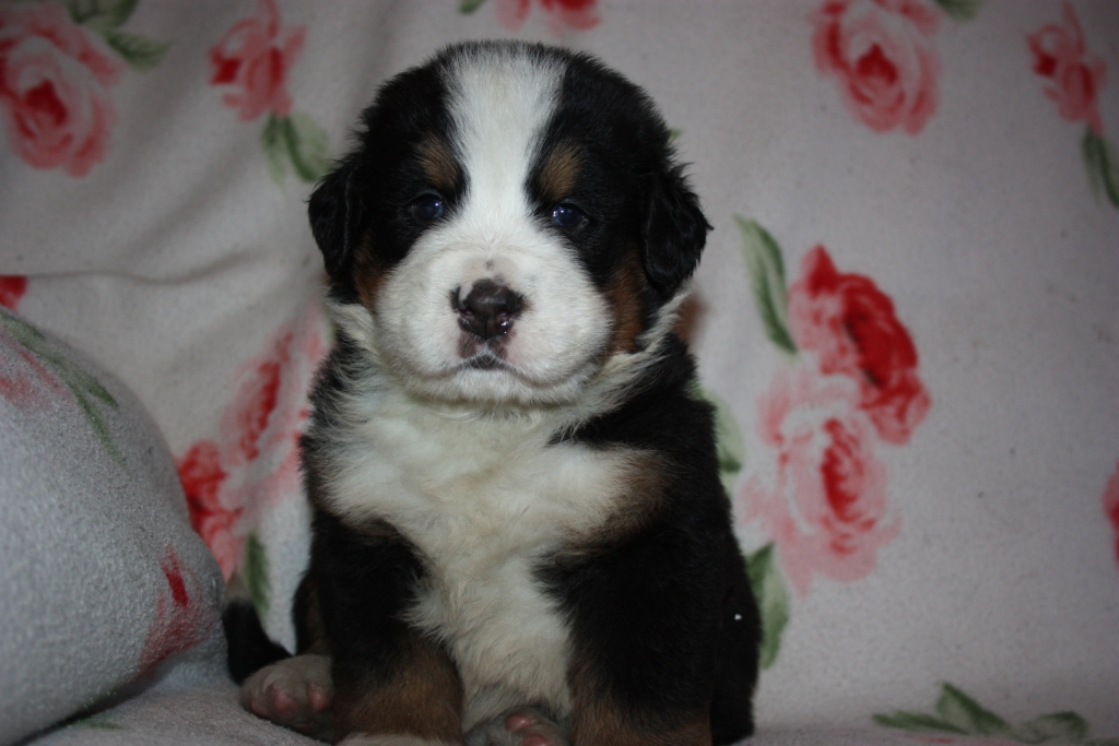 Gallery for v-litter-bernese