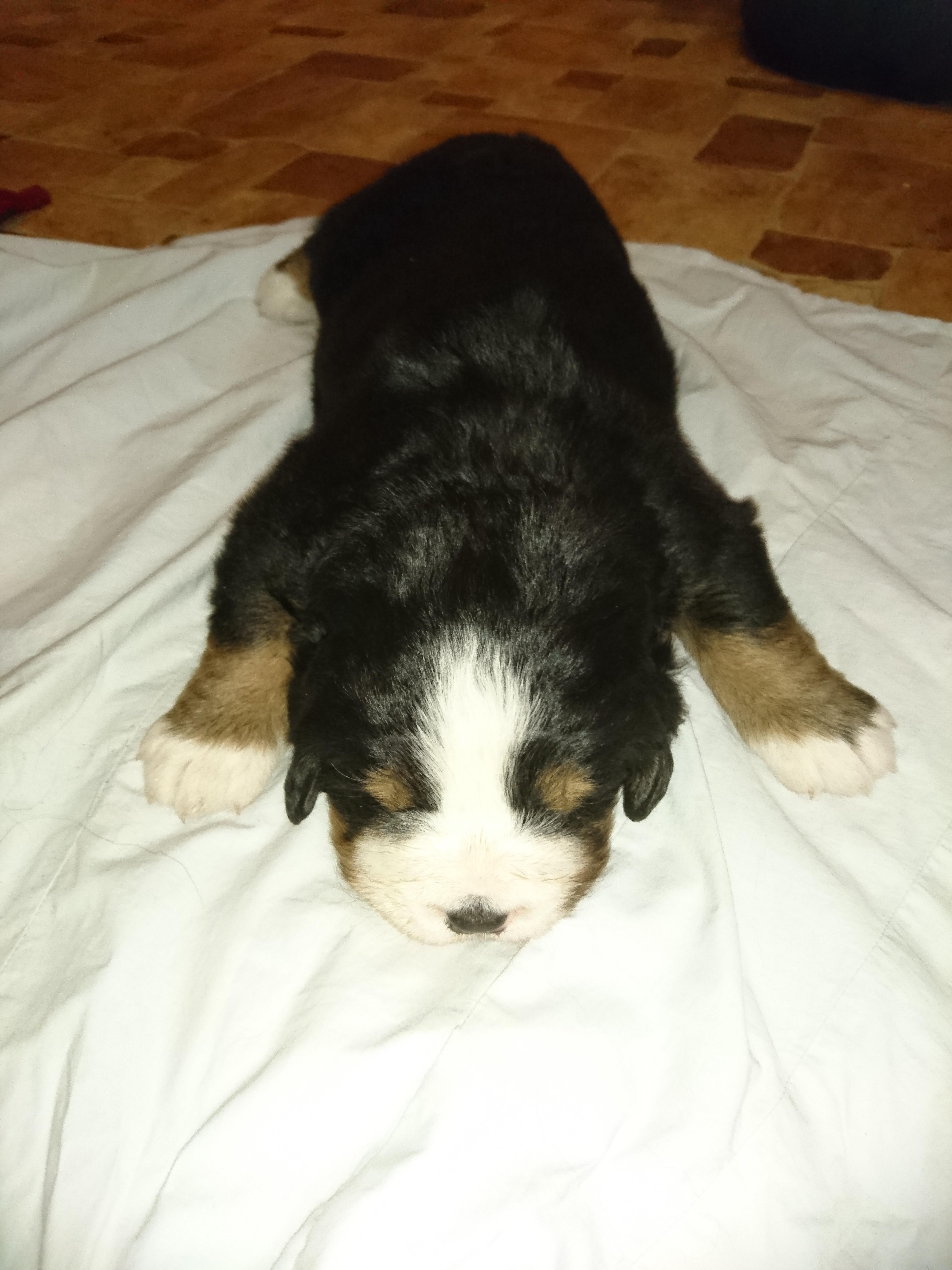 Gallery for b2-litter-bernese