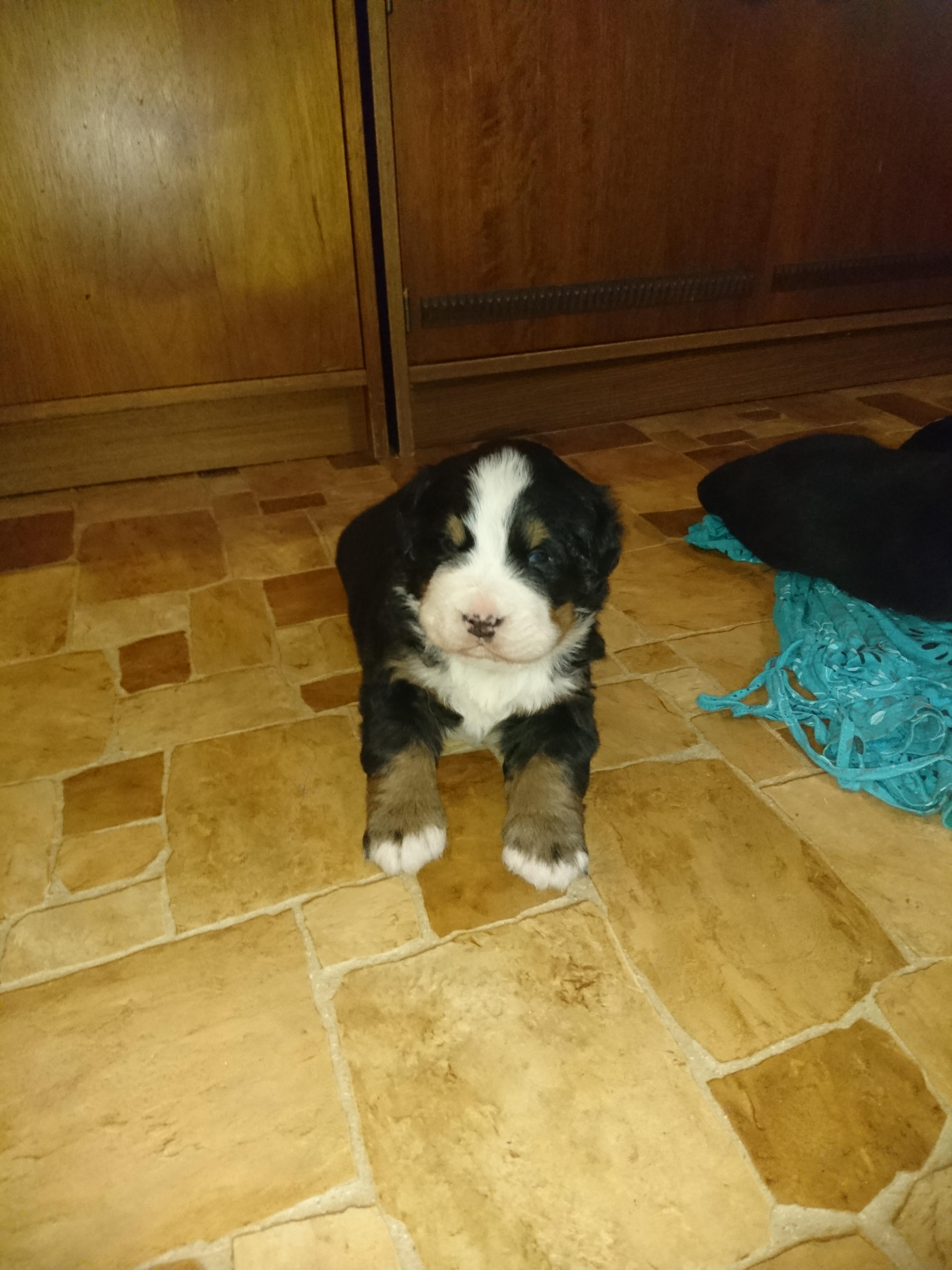Gallery for b2-litter-bernese