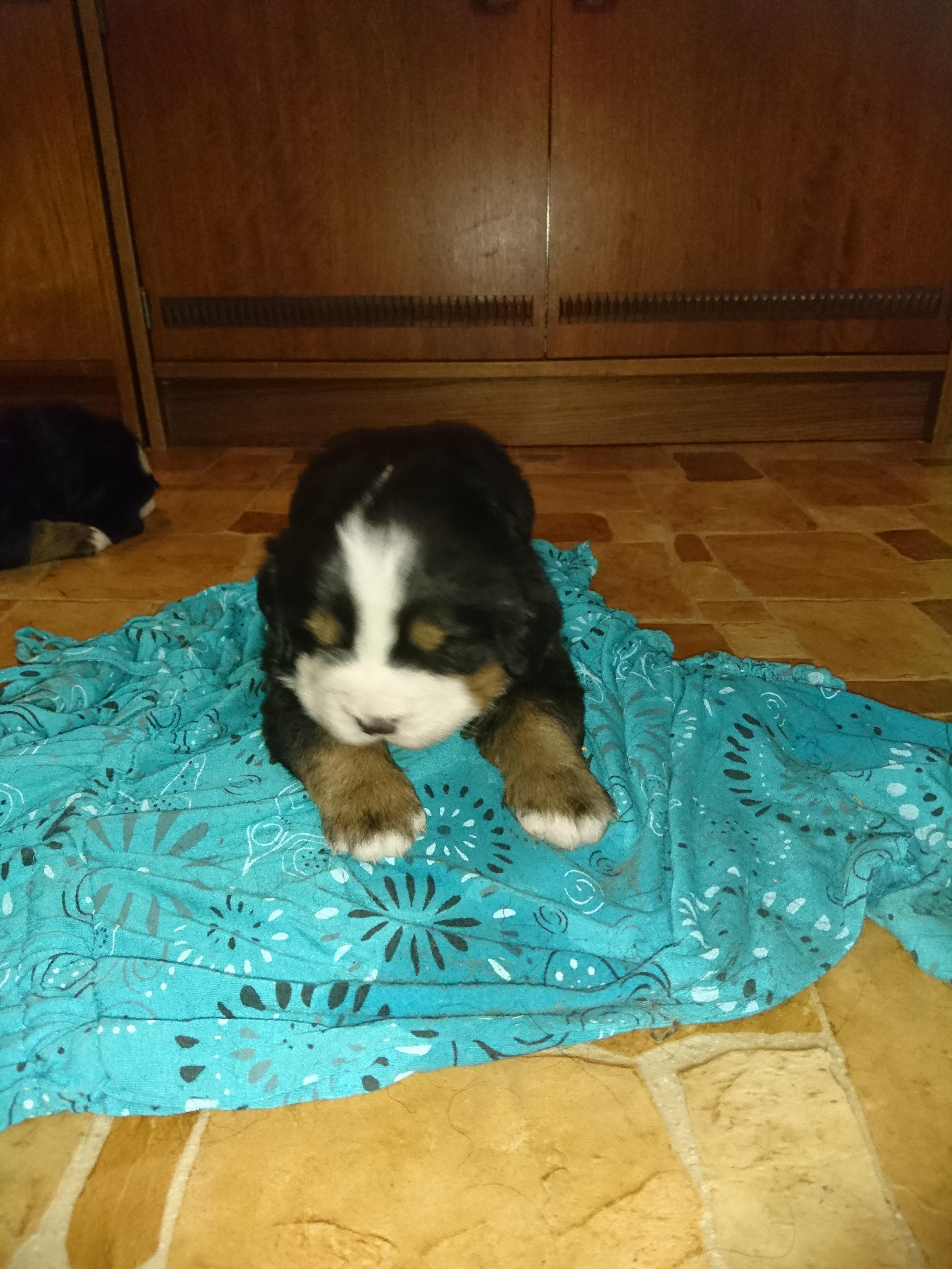Gallery for b2-litter-bernese