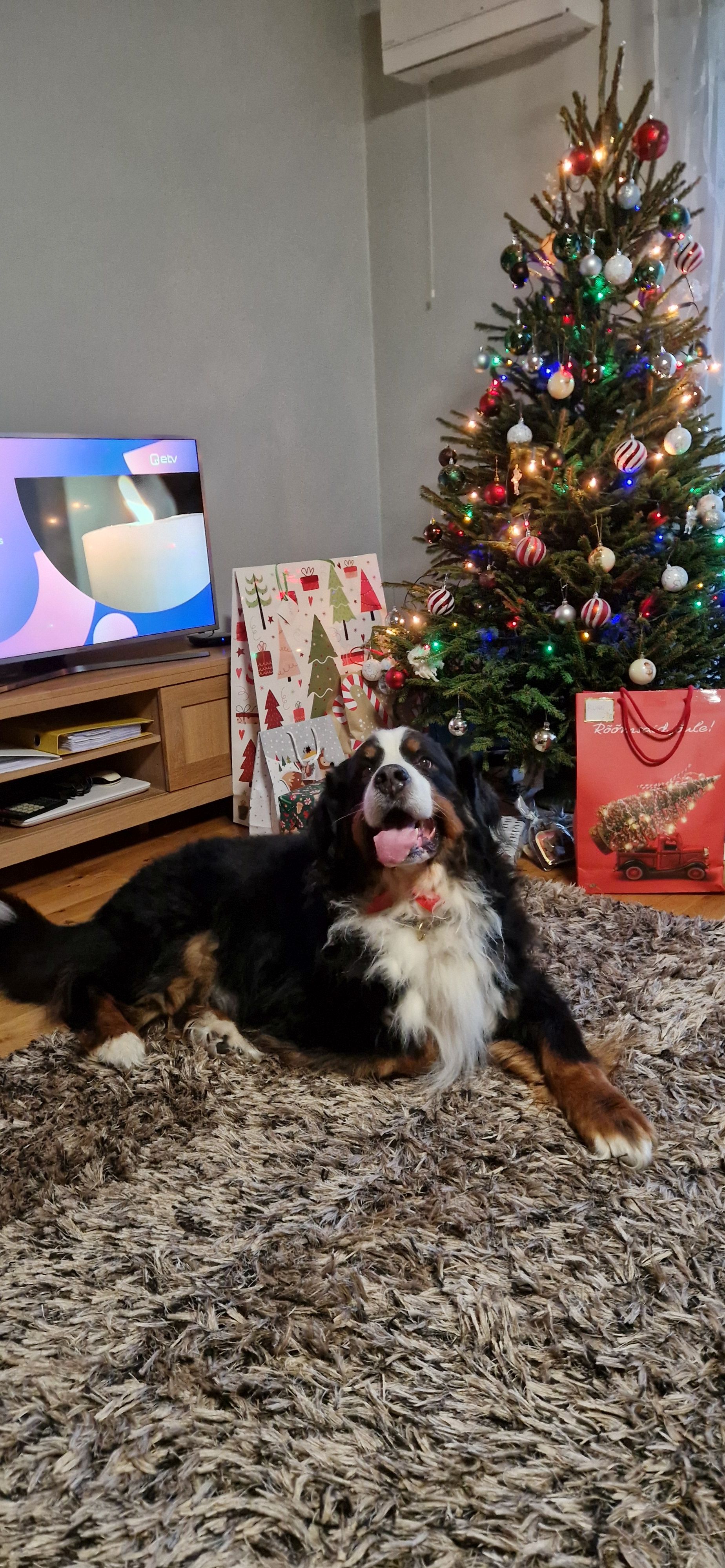 Gallery for a2-litter-bernese