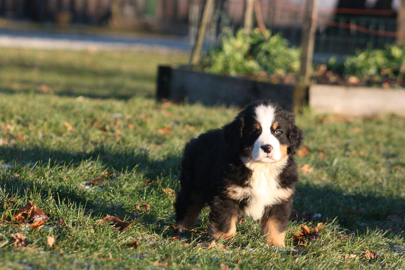 Gallery for a2-litter-bernese