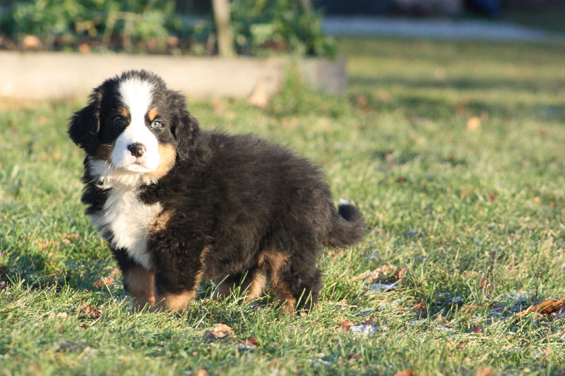 Gallery for a2-litter-bernese