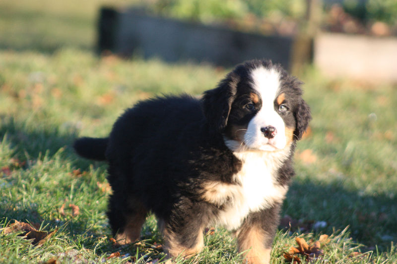 Gallery for a2-litter-bernese