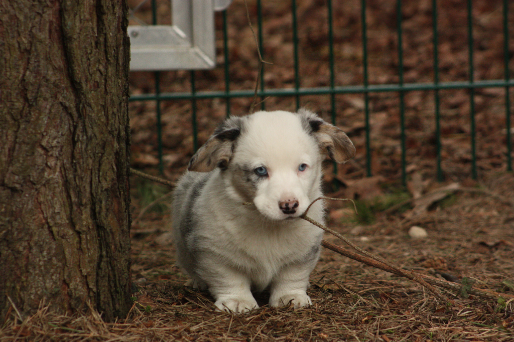 Gallery for r2-litter-cardigan