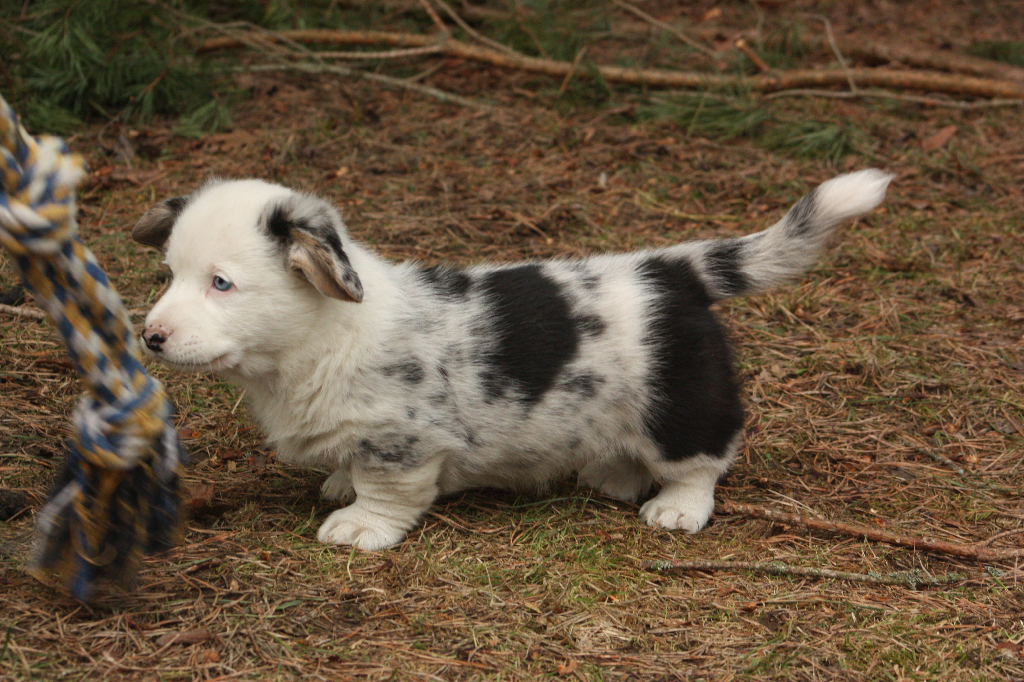 Gallery for r2-litter-cardigan