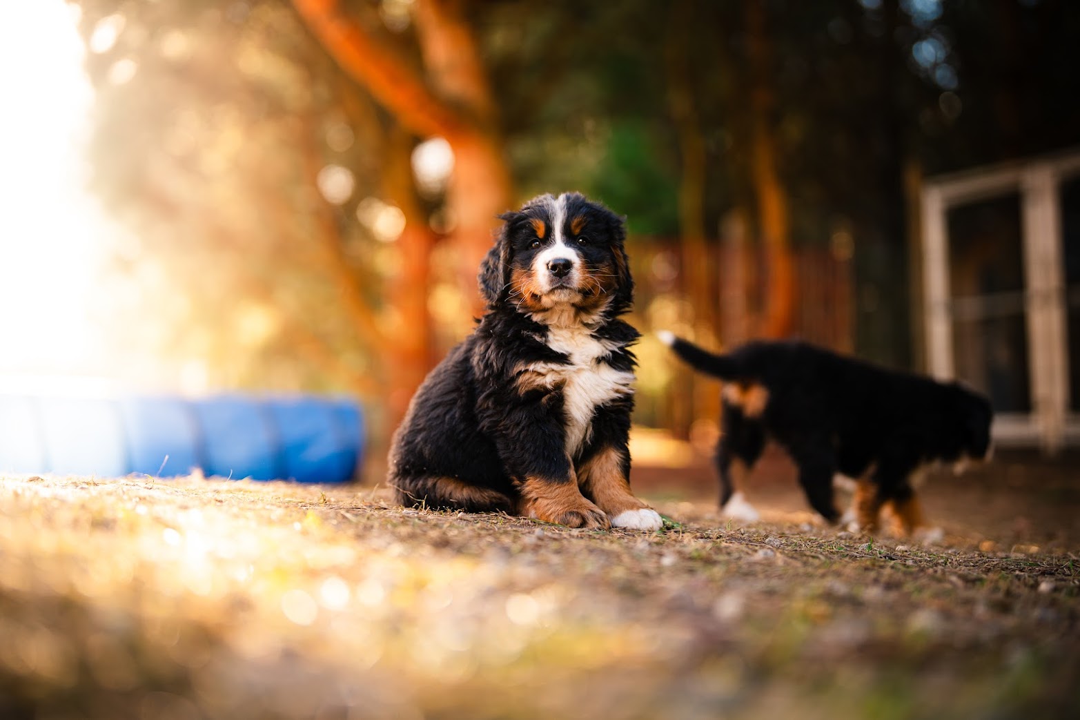 Gallery for w-litter-bernese