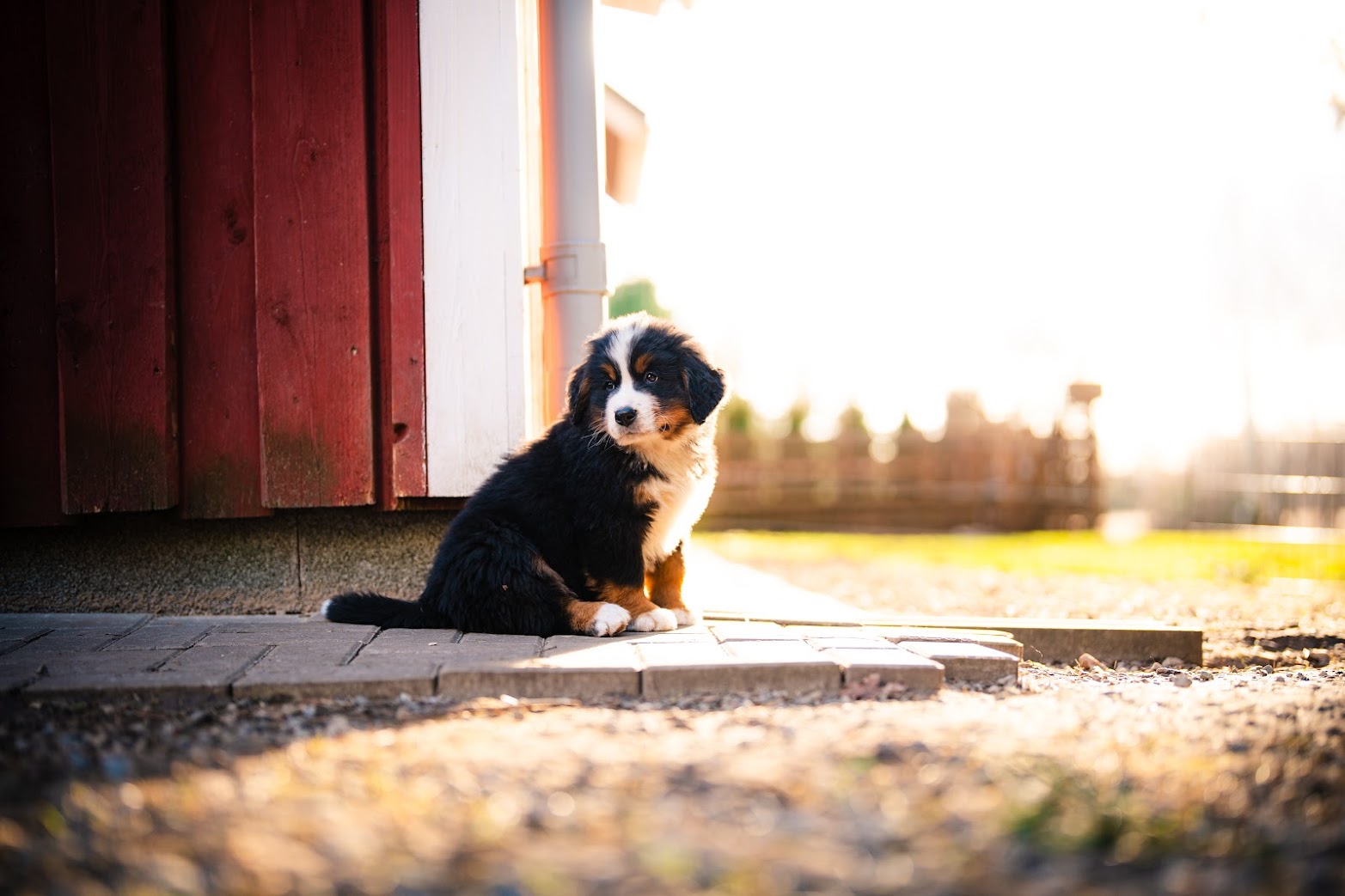 Gallery for w-litter-bernese