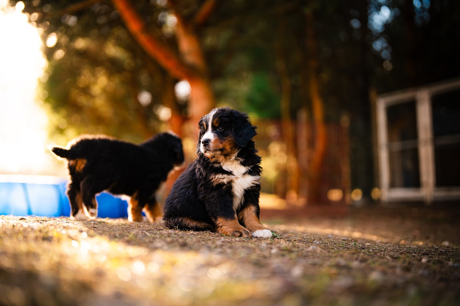 Gallery for w-litter-bernese