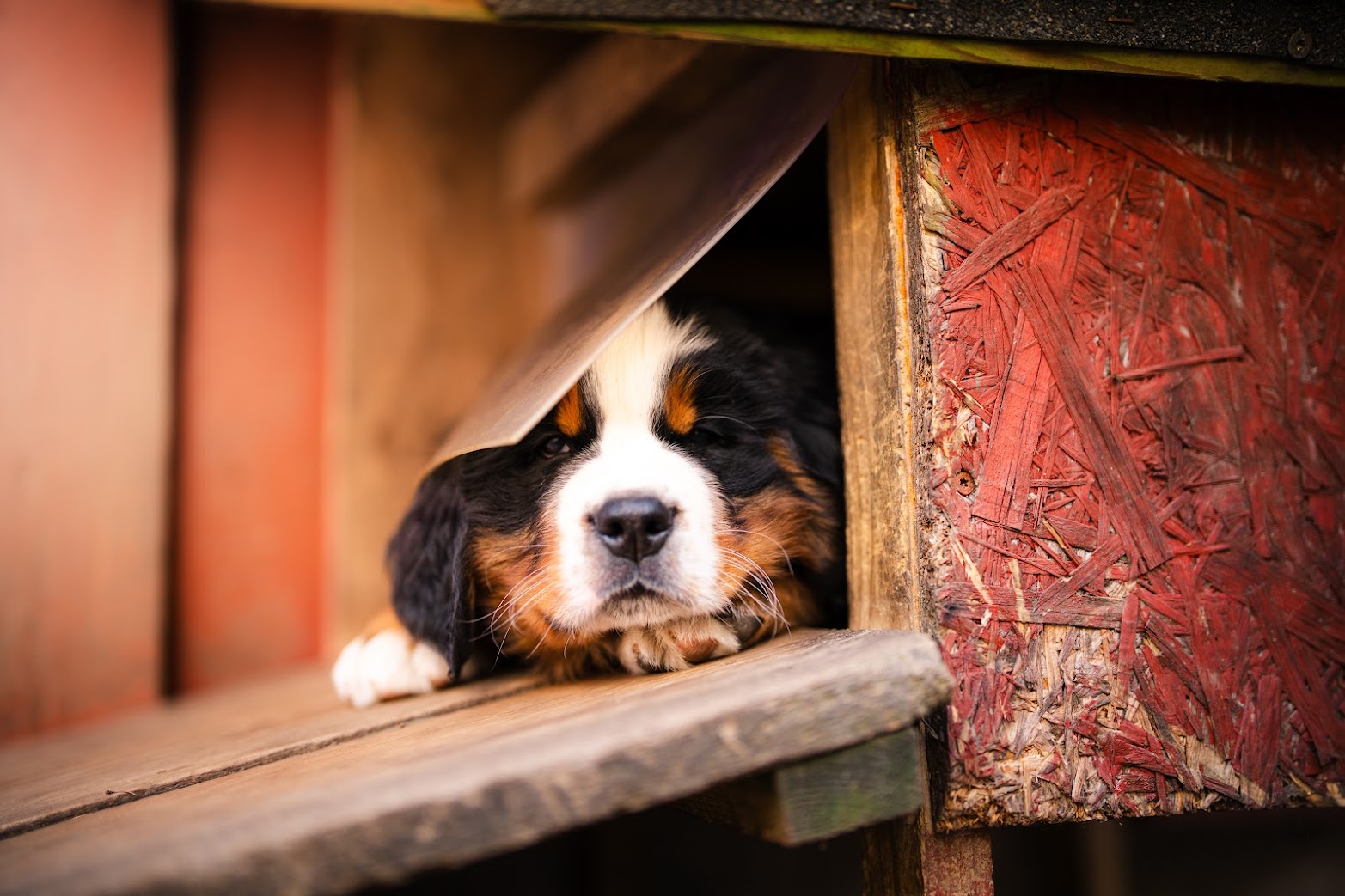 Gallery for w-litter-bernese
