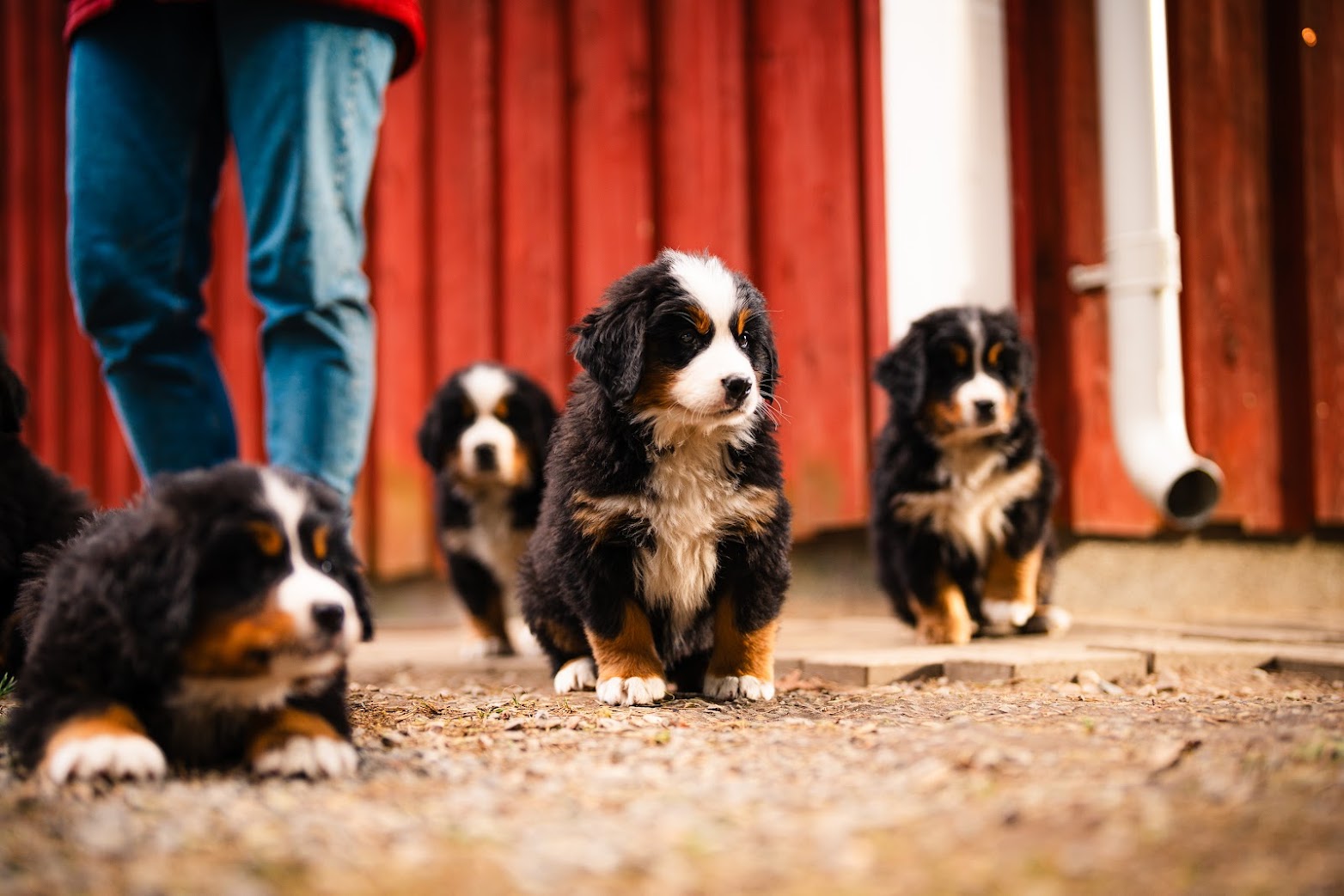 Gallery for w-litter-bernese