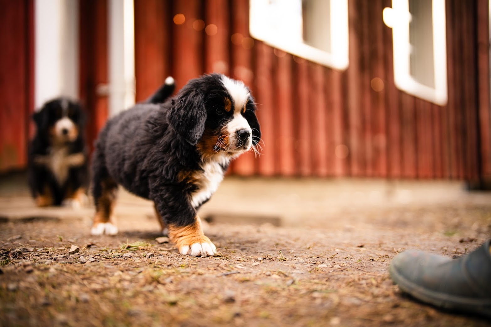 Gallery for w-litter-bernese