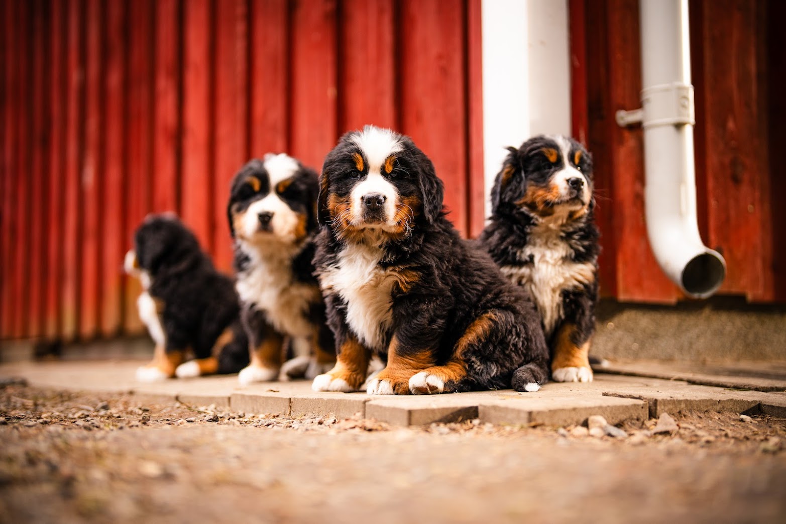 Gallery for w-litter-bernese