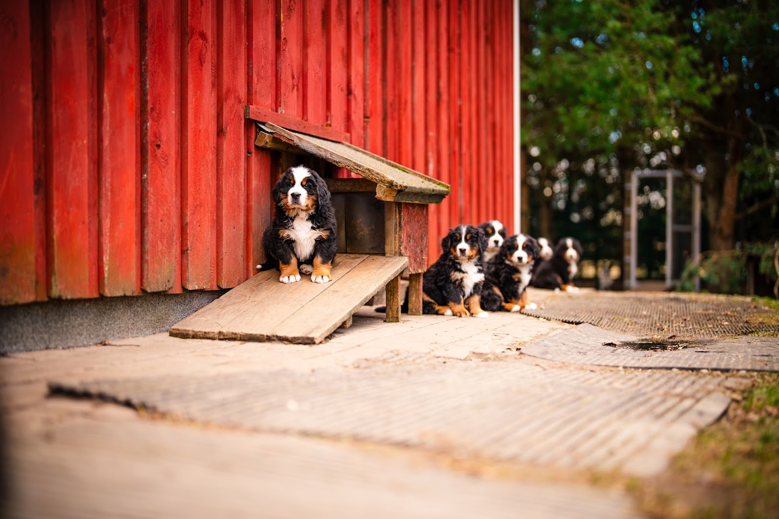 Gallery for w-litter-bernese