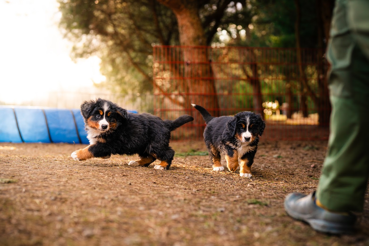 Gallery for w-litter-bernese