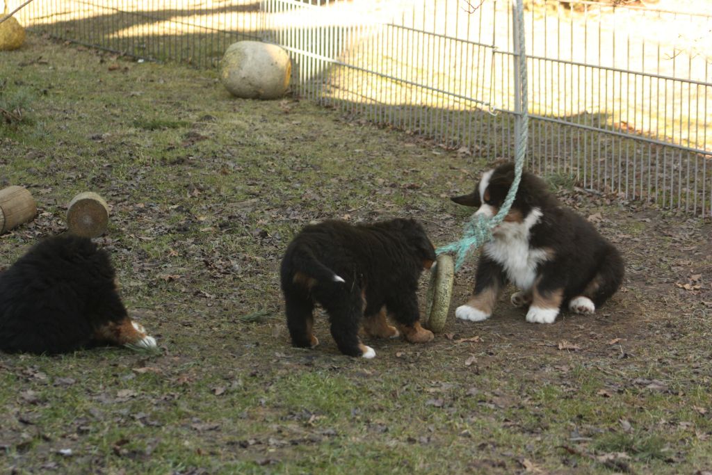 Gallery for w-litter-bernese
