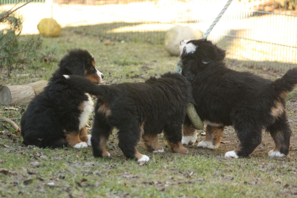 Gallery for w-litter-bernese