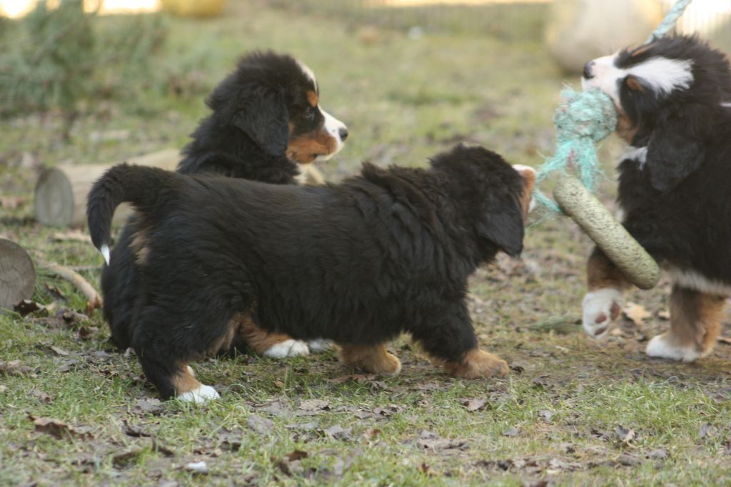 Gallery for w-litter-bernese