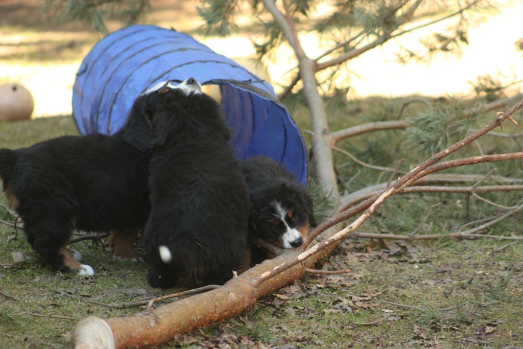 Gallery for w-litter-bernese