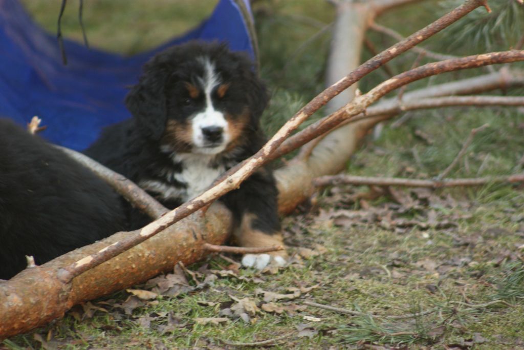 Gallery for w-litter-bernese
