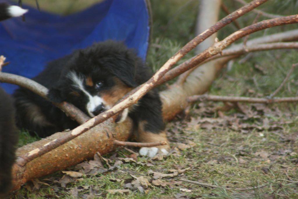 Gallery for w-litter-bernese