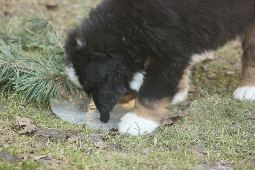 Gallery for w-litter-bernese